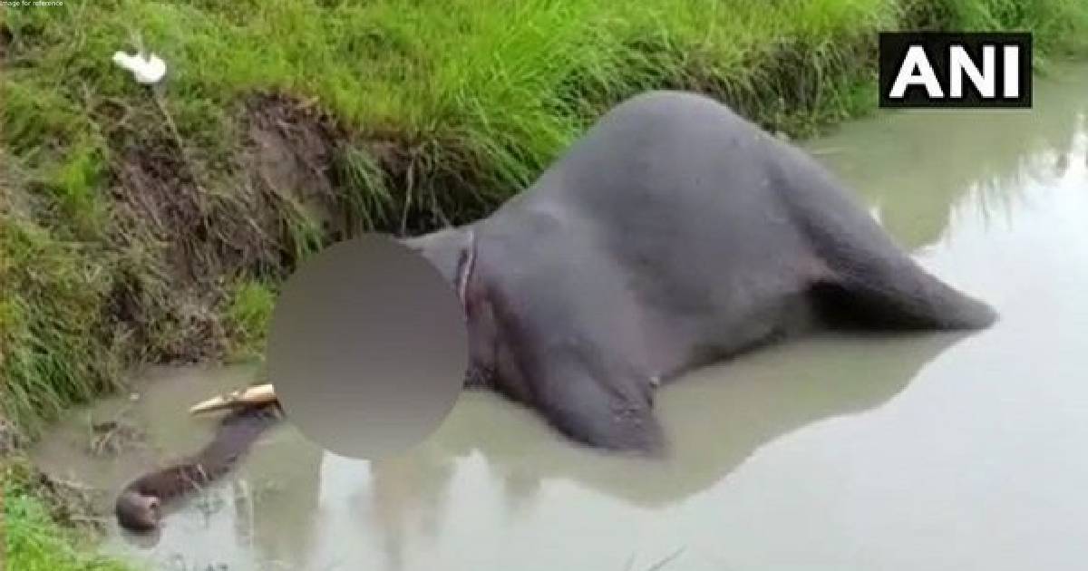 Wild tuskers attack elephant Surya in Bandhavgarh, leaves him injured